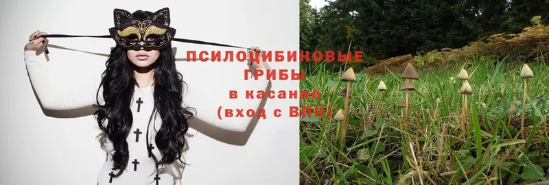 Псилоцибиновые грибы Psilocybe  МЕГА ТОР  Алексеевка 